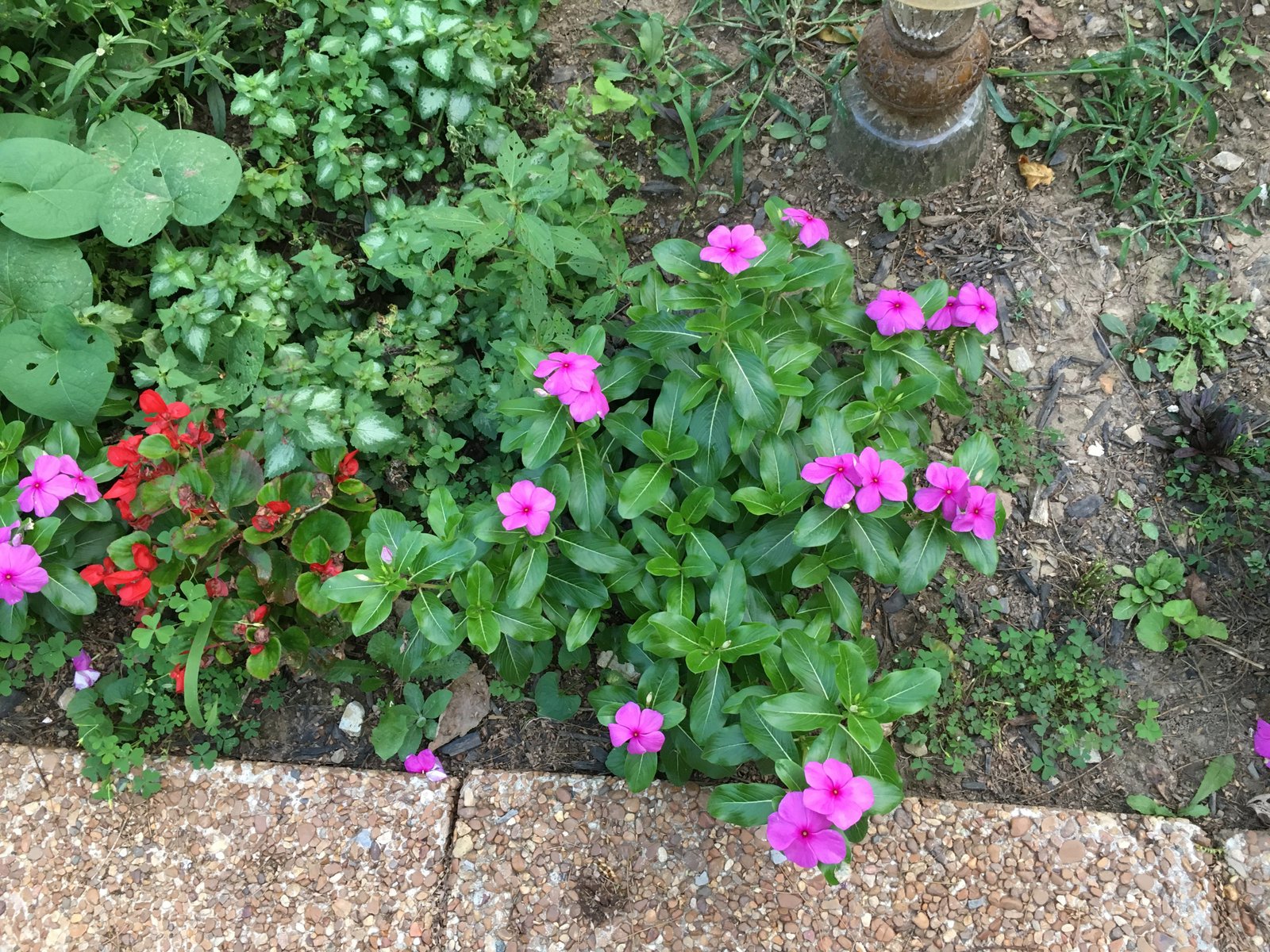 1079 day –flowers- haibun journey beauty each day - finding beauty