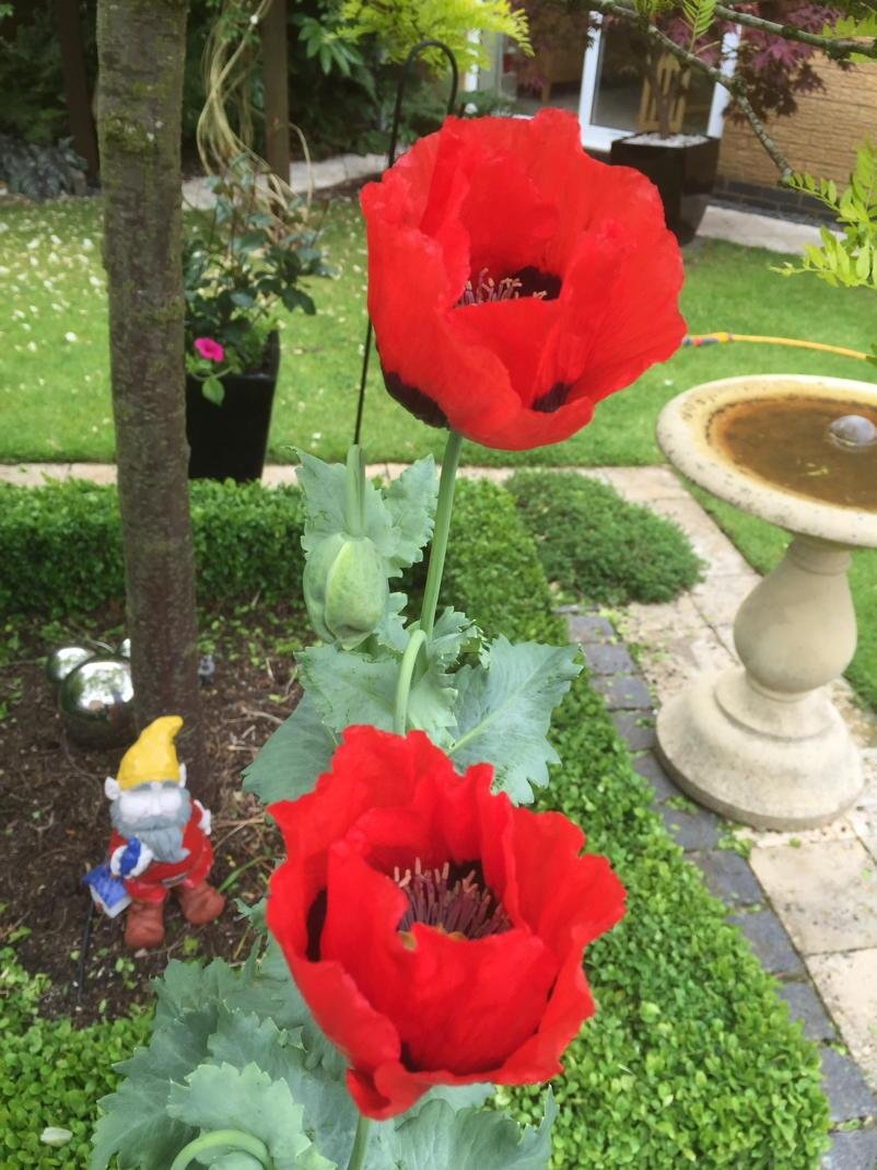 perfectpoppy hashtag on twitter