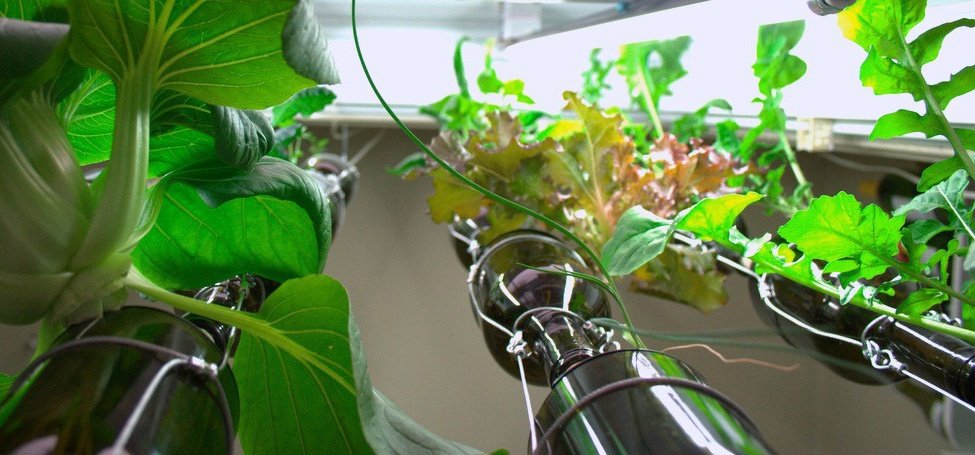 Hydroponic window garden - Ecohome