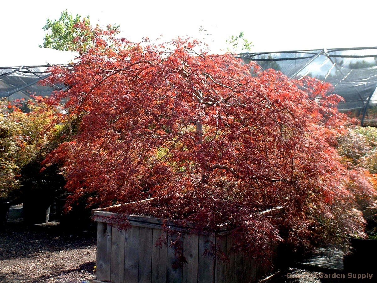 acer palmatum dissectum 'tamukeyama' - oriental garden