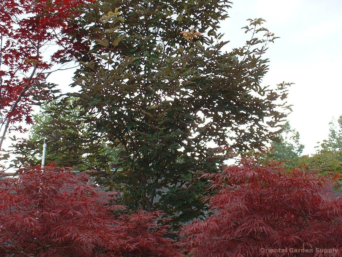 acer griseum x pseudoplatanus - oriental garden supply llc