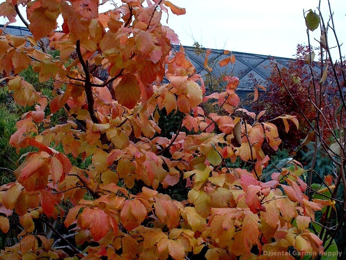 parrotia persica 'select' - oriental garden supply llc