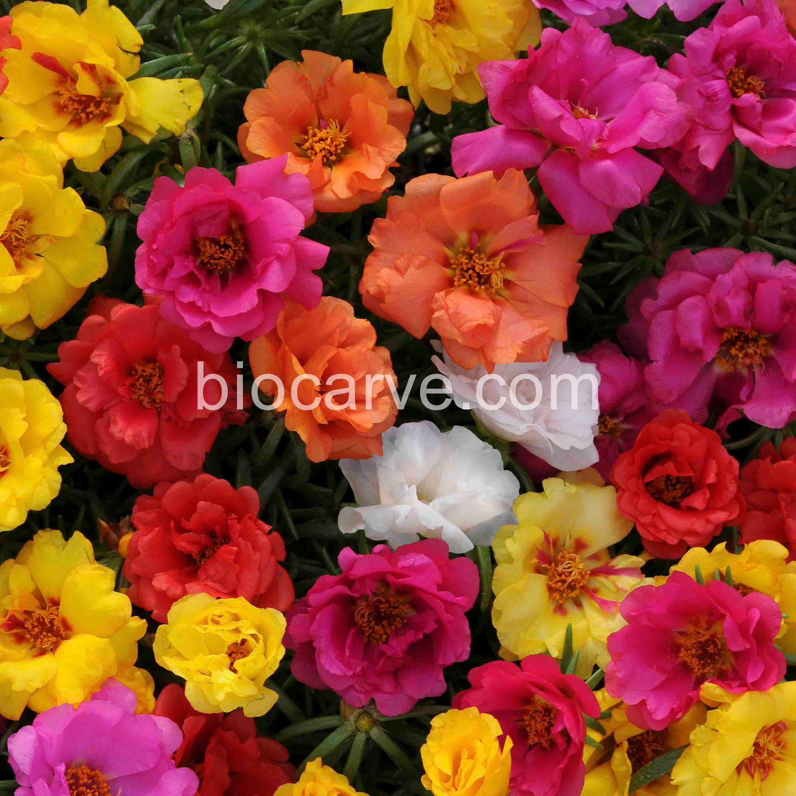 buy online vegetable seeds in india flower seeds hybrid herb seeds india