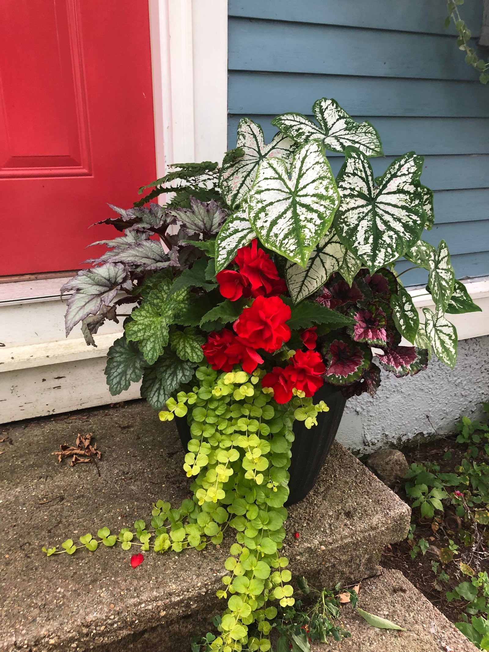 colorful container for full shade : gardening