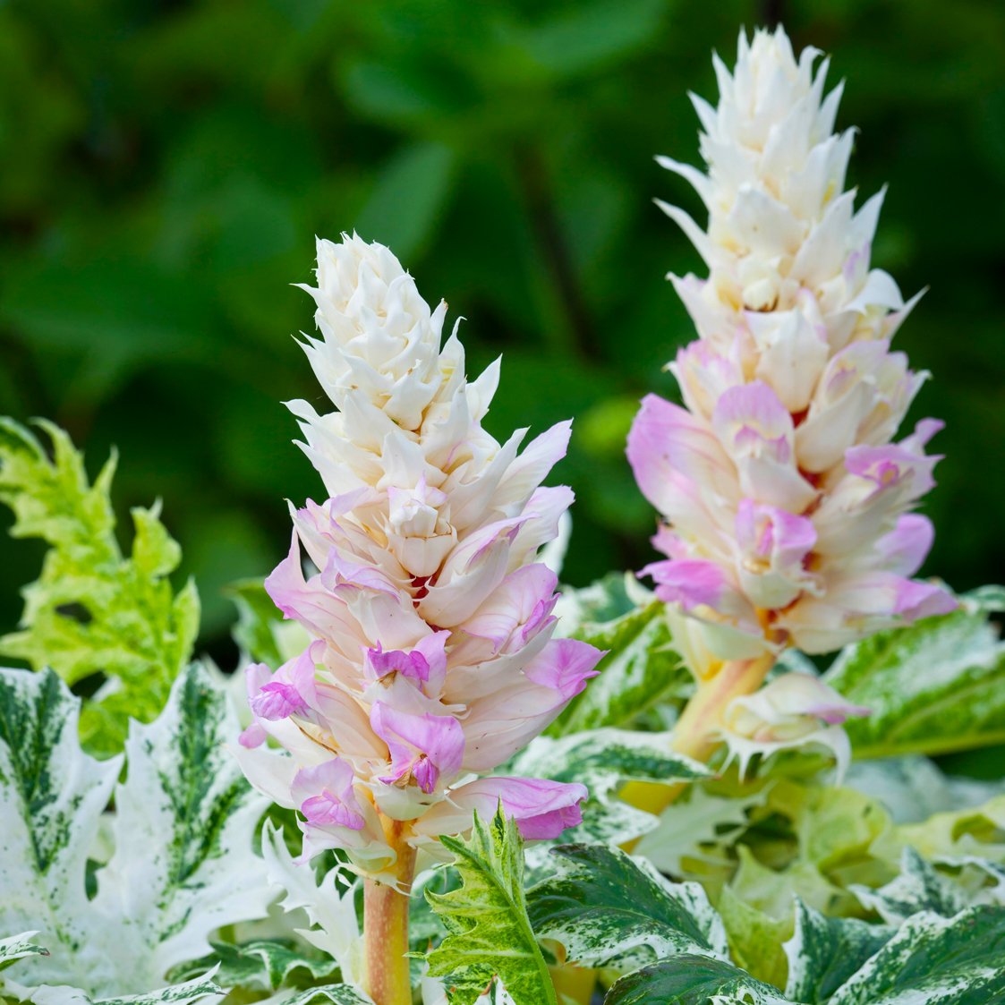 shade-loving plants for the garden – gardening tips with j. parker's