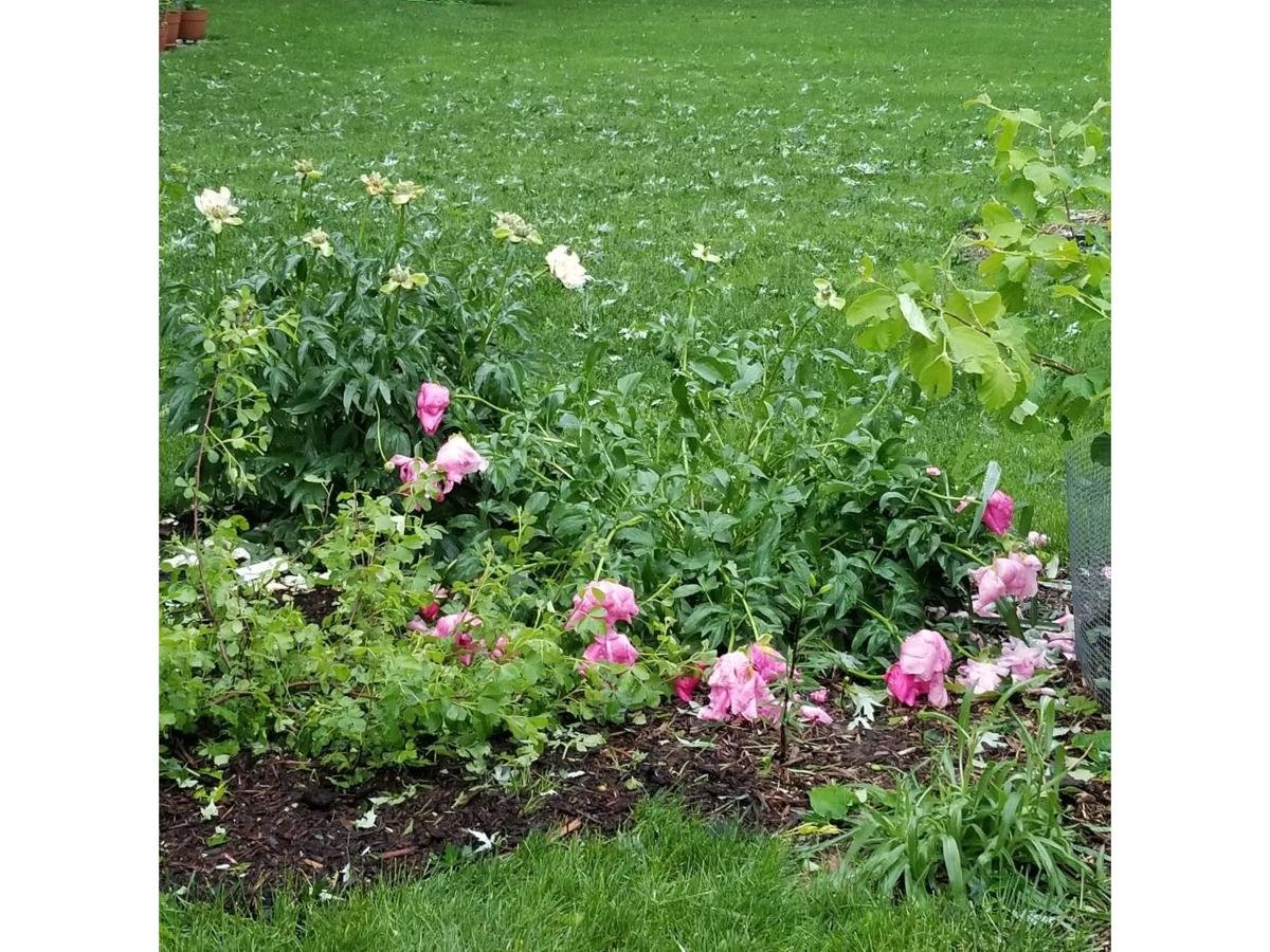 garden centers, home gardens in omaha hit hard by hail