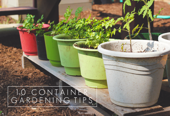10 container gardening tips | container gardening, gardening tips