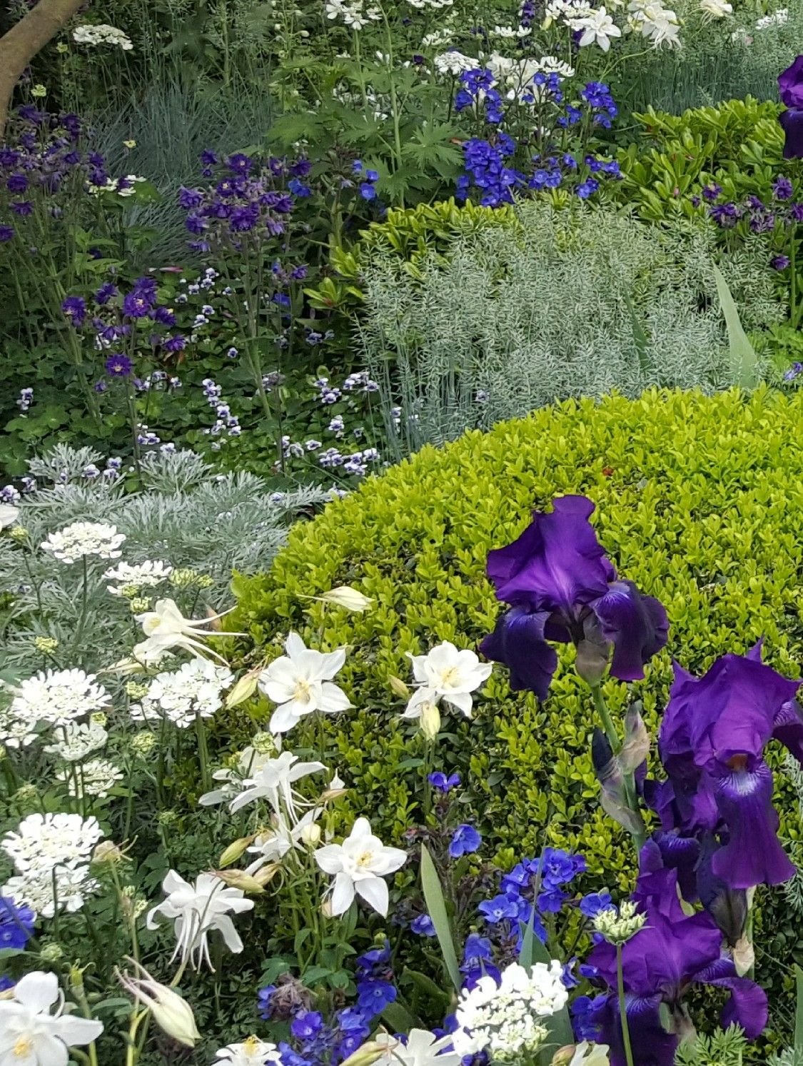 planting | combinations chelsea flower show | landscape | garden