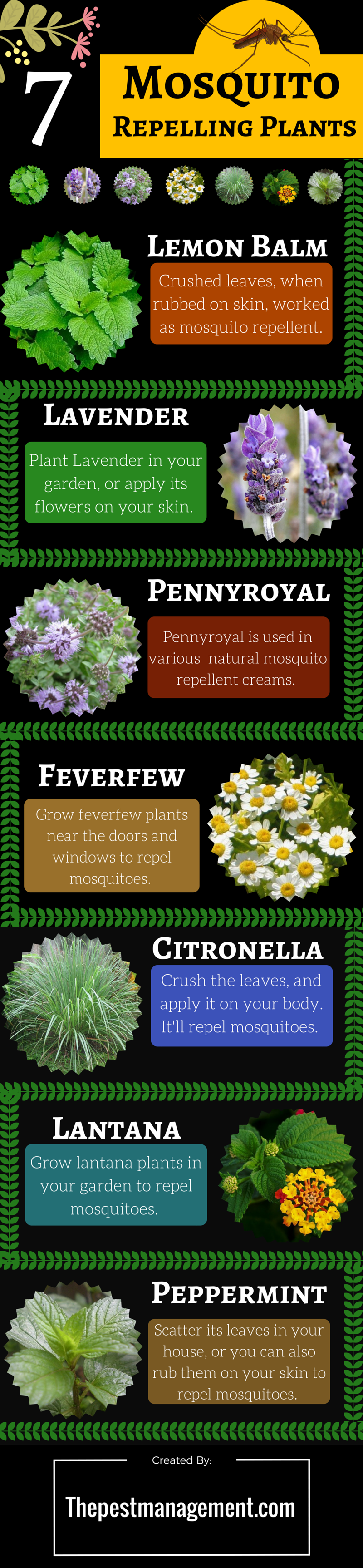 7 mosquito repelling plants to get rid of mosquitoes from your home
