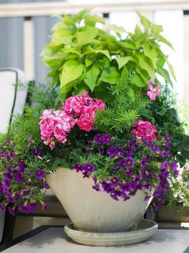 42+ beauty full sun container plants to decorate yard - page 31 of 44