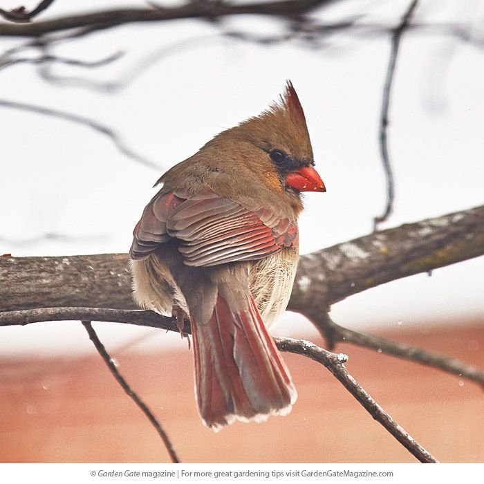 How to feed cardinals this winter | Winter garden, How to ...
