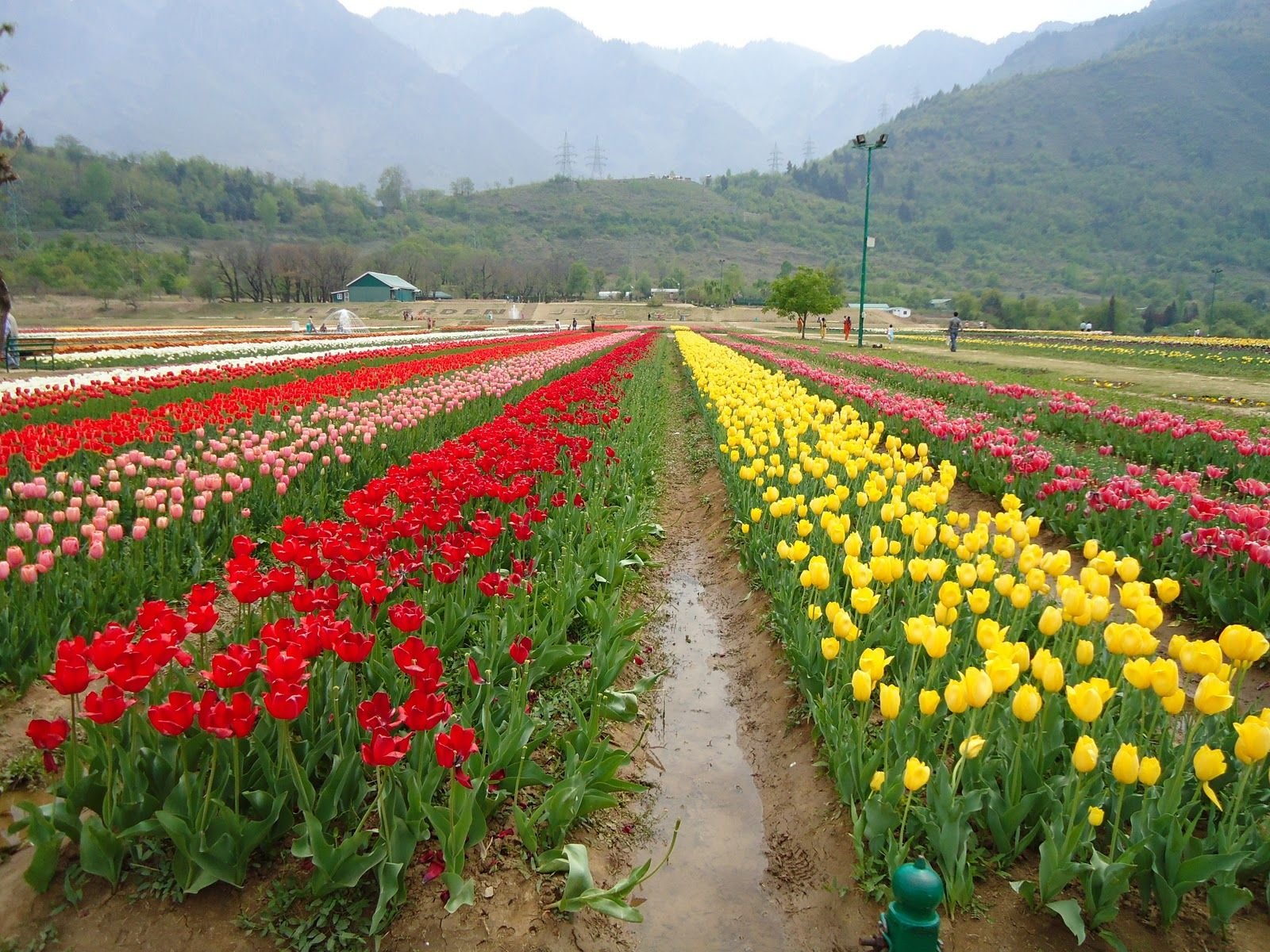 india culture | flowers are a very distinct part of indian culture