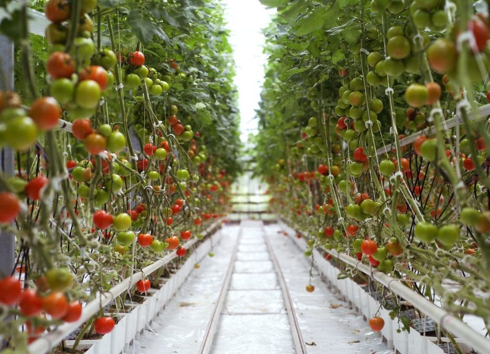 If Your Veggies Weren’t Grown in Soil, Can They be Organic ...