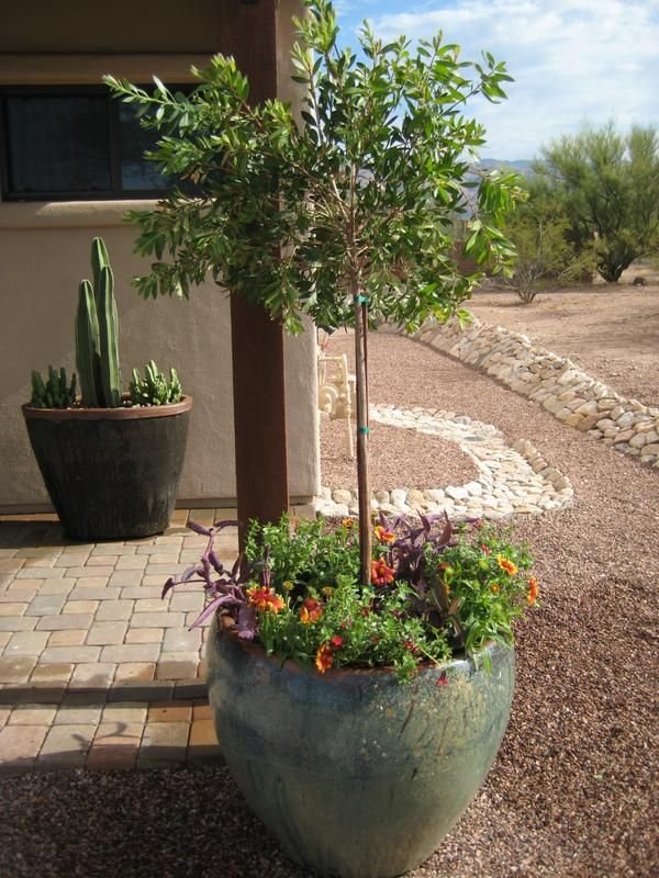 05-05-2016 - , discover success in your desert container garden as the