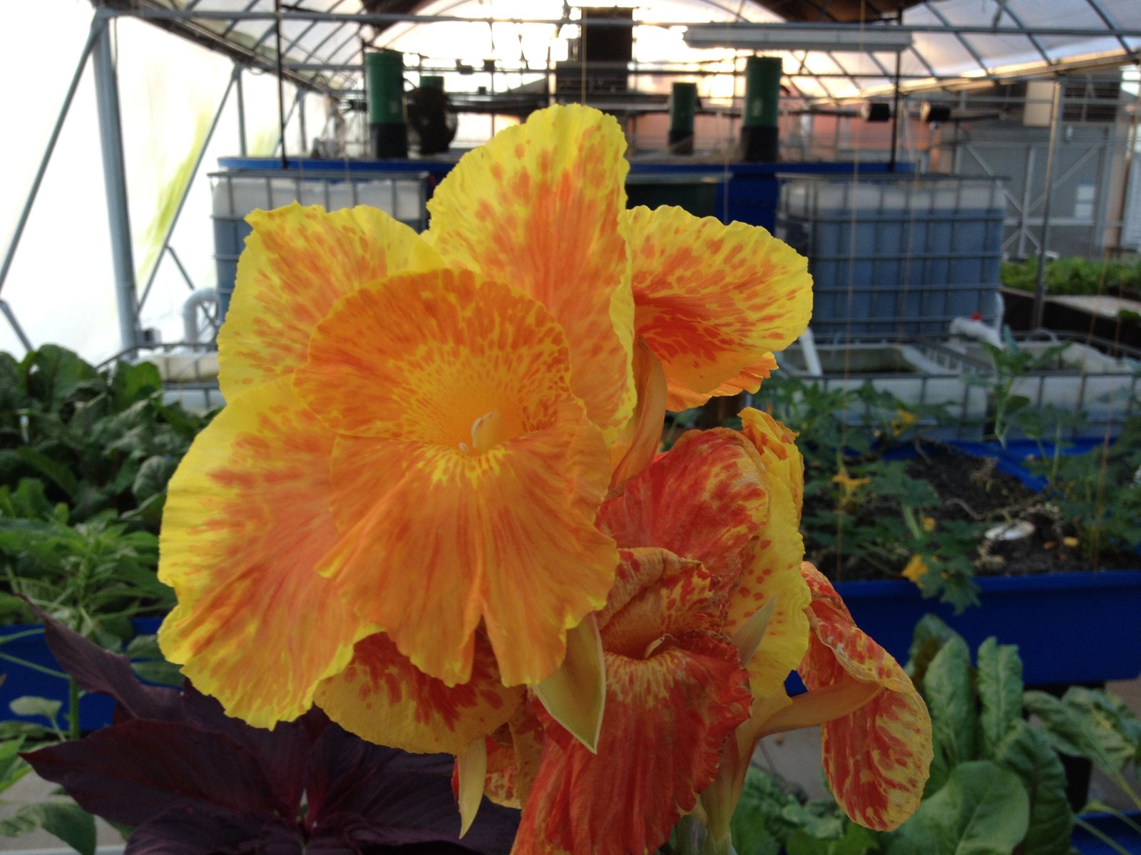Lucky Clays Fresh | Aquaponics | Aquaponics fish ...