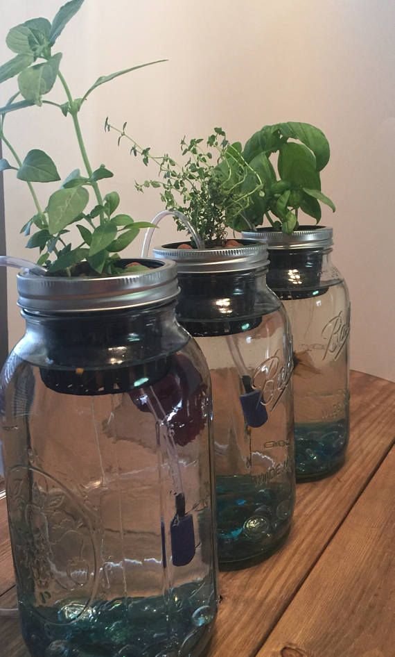 Indoor aquaponics kit/Mason jar aquaponics system/indoor ...