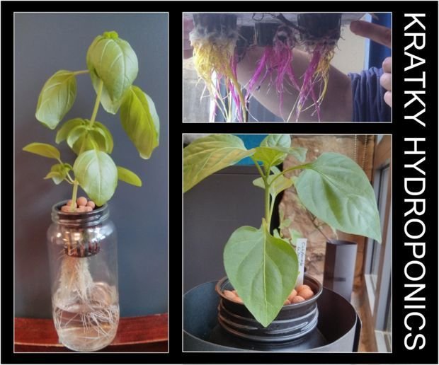 Glass Jar Kratky Hydroponics UPDATED | Great deals, Jars ...
