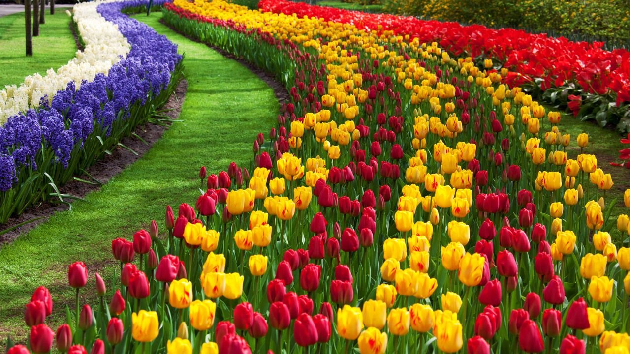 tulipano fiore giardino | spectacular flowers and heavenly gardens
