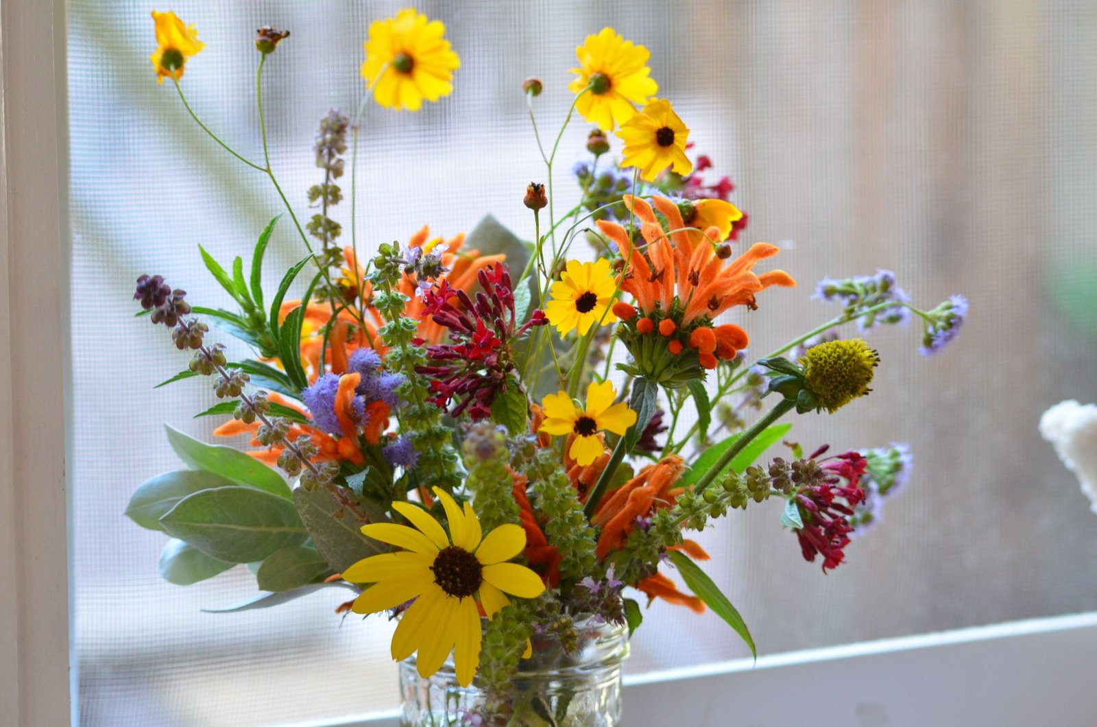 tickseed, beach dune sunflower, silver buttonwood, lion's tail