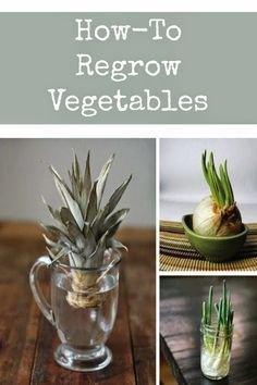 How to Regrow Vegetables | Regrow vegetables, Indoor ...