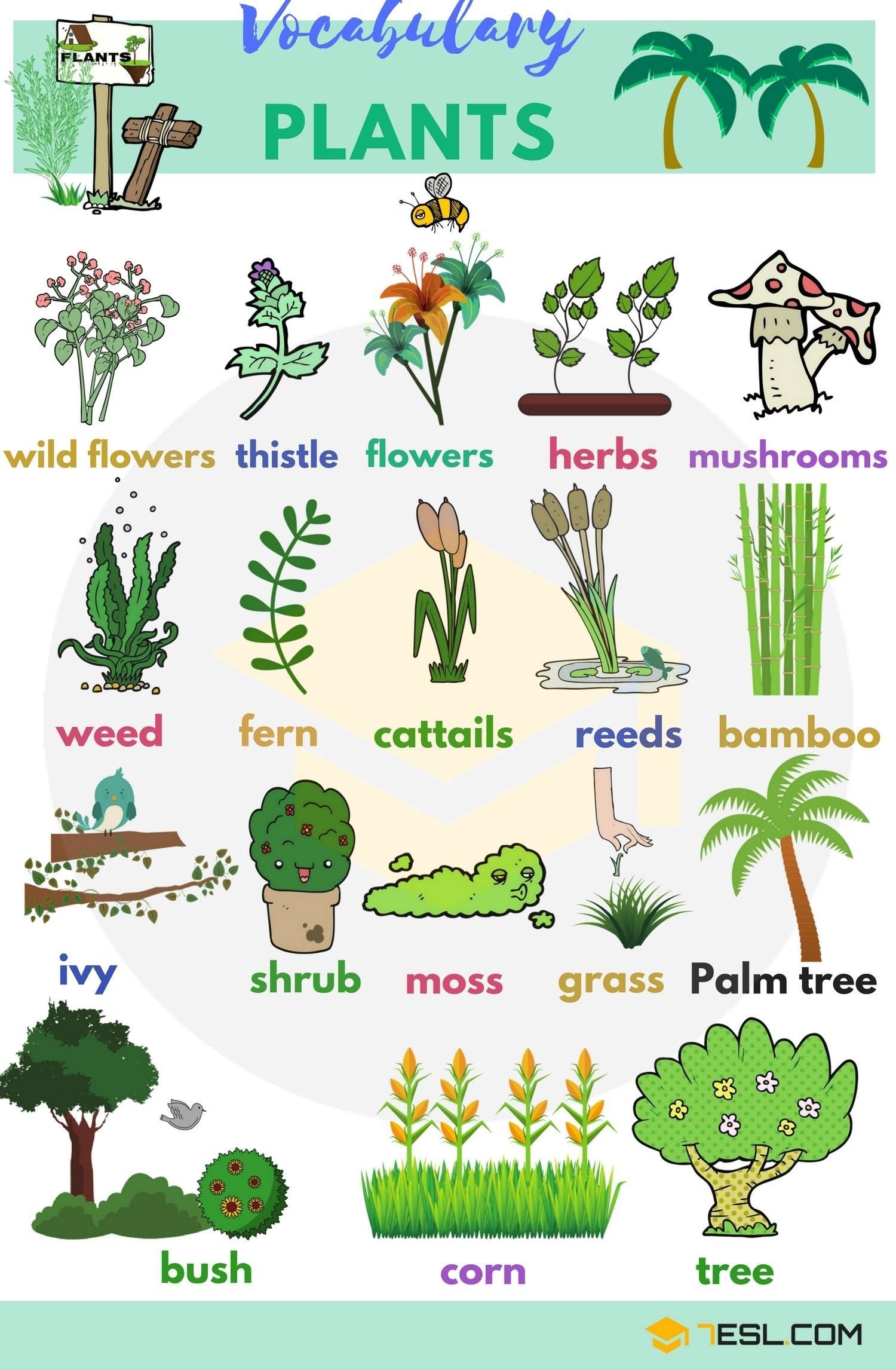 list of plant and flower names in english with pictures | thematic