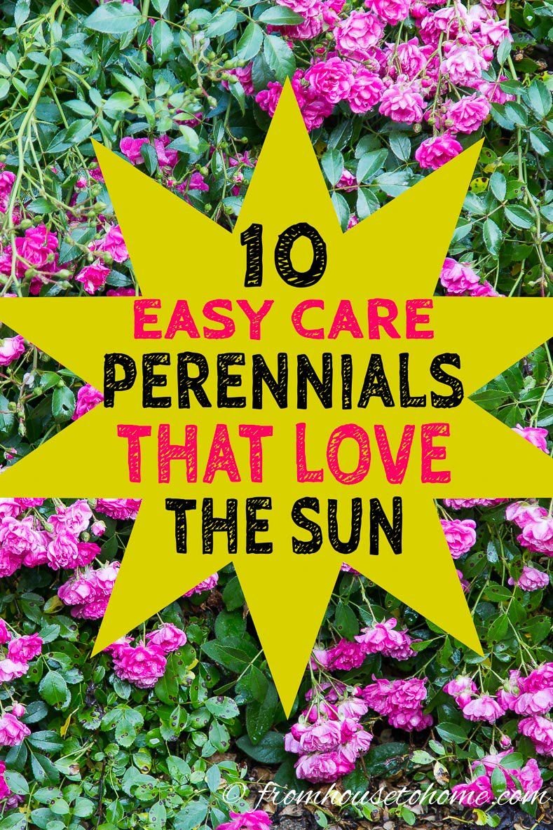 full sun perennials: 10 beautiful low maintenance plants that thrive