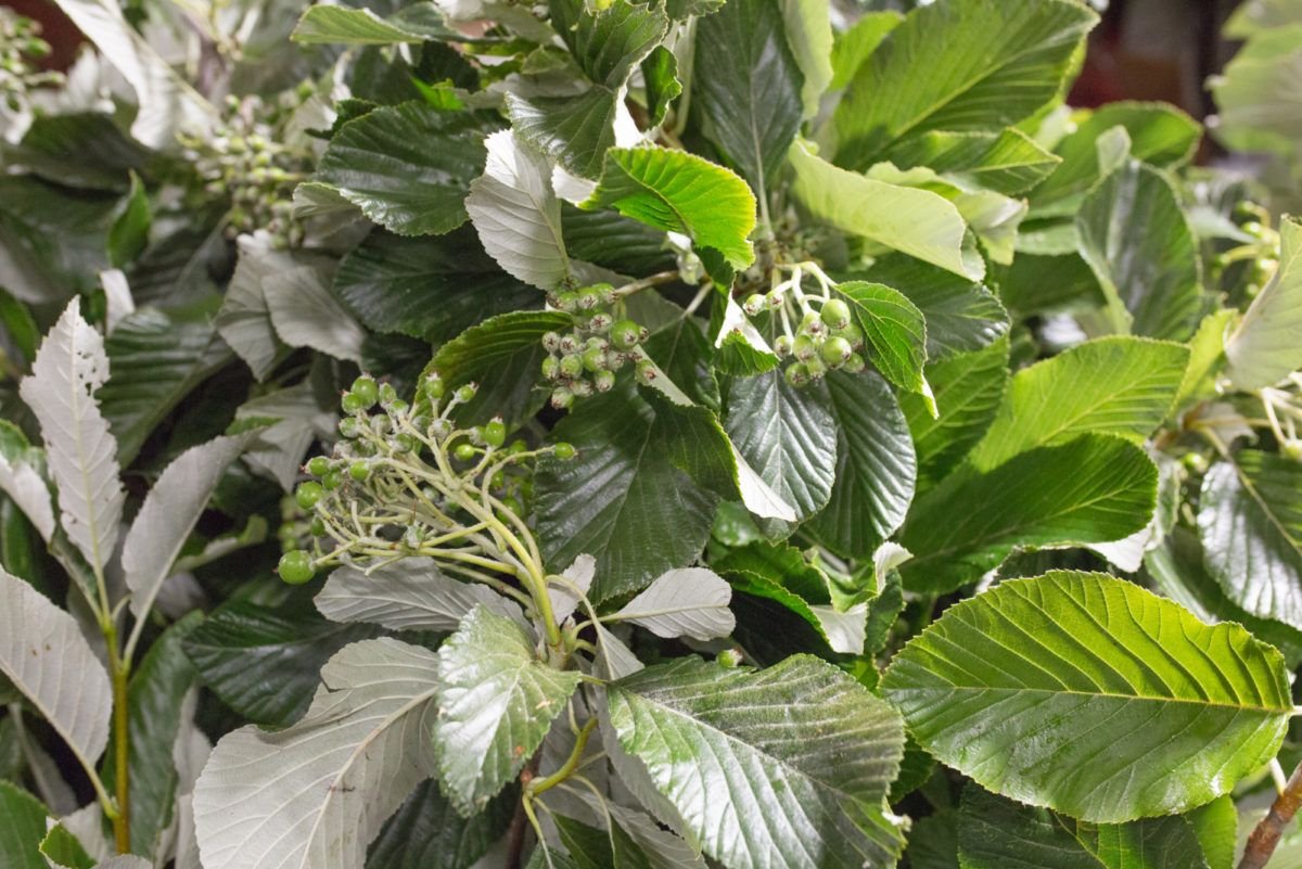 new covent garden flower market july 2017 flower market report rona
