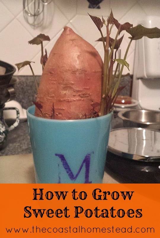How To Grow Sweet Potatoes In 5 Easy Steps! | Growing ...
