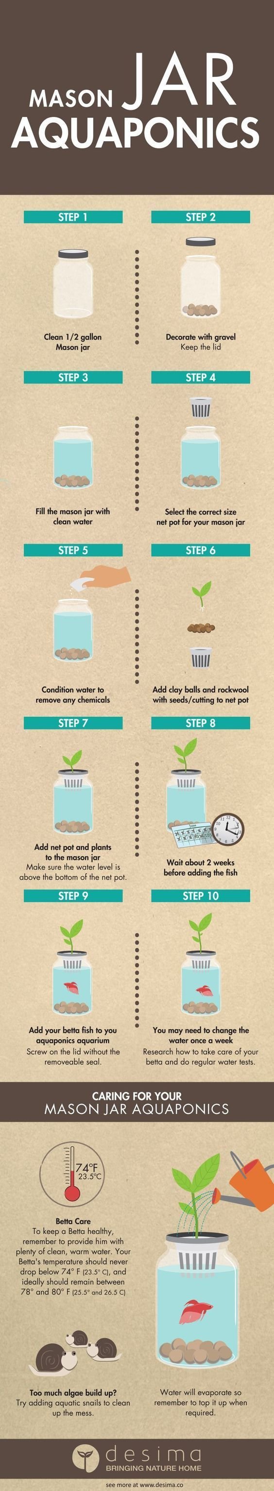 Mason Jar Aquaponics DIY … | Aquaponics, Aquaponics diy ...