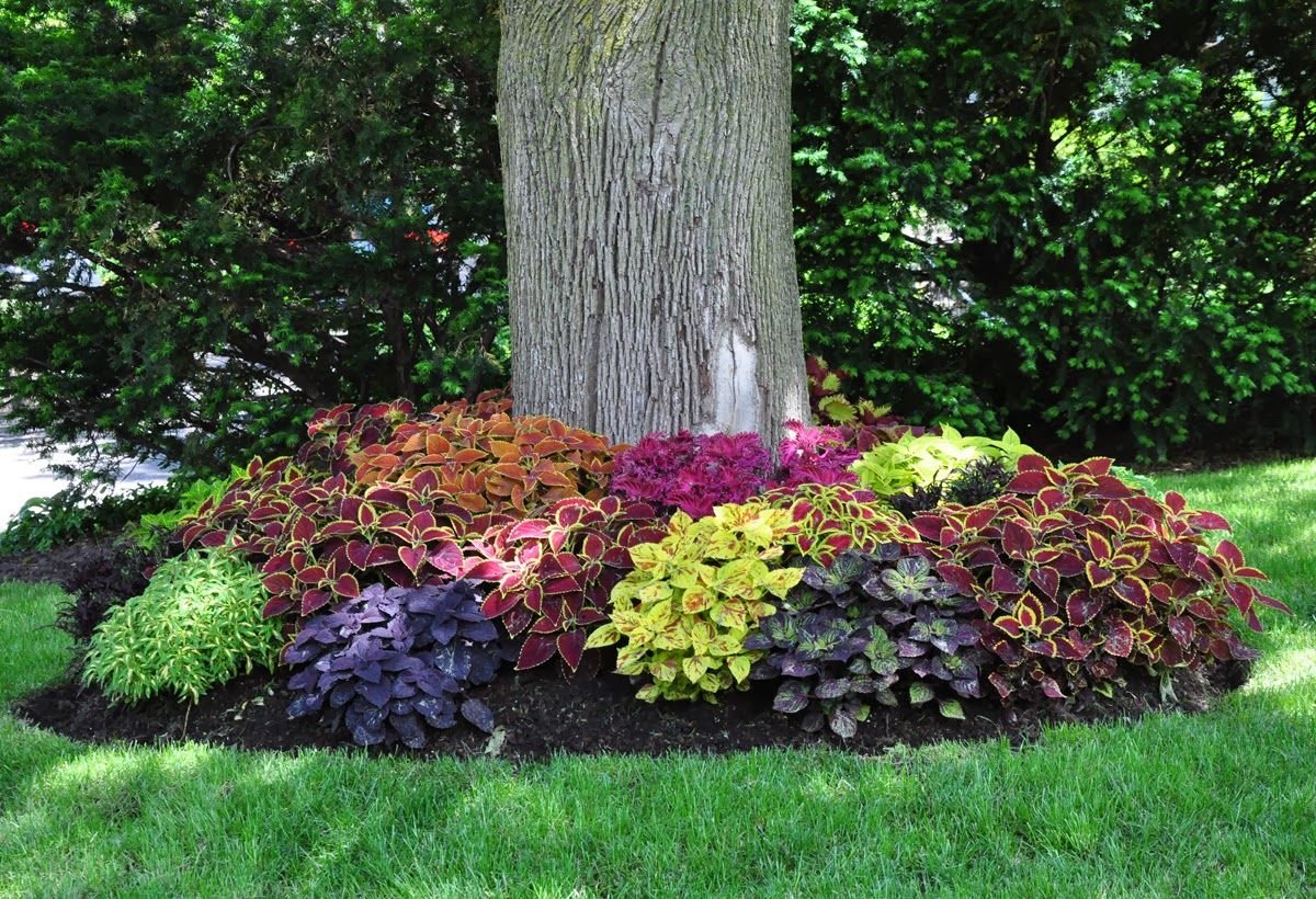 three dogs in a garden: one simple change..coleus