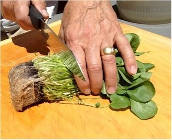 Grow Watercress In Your Garden | Watercress growing ...