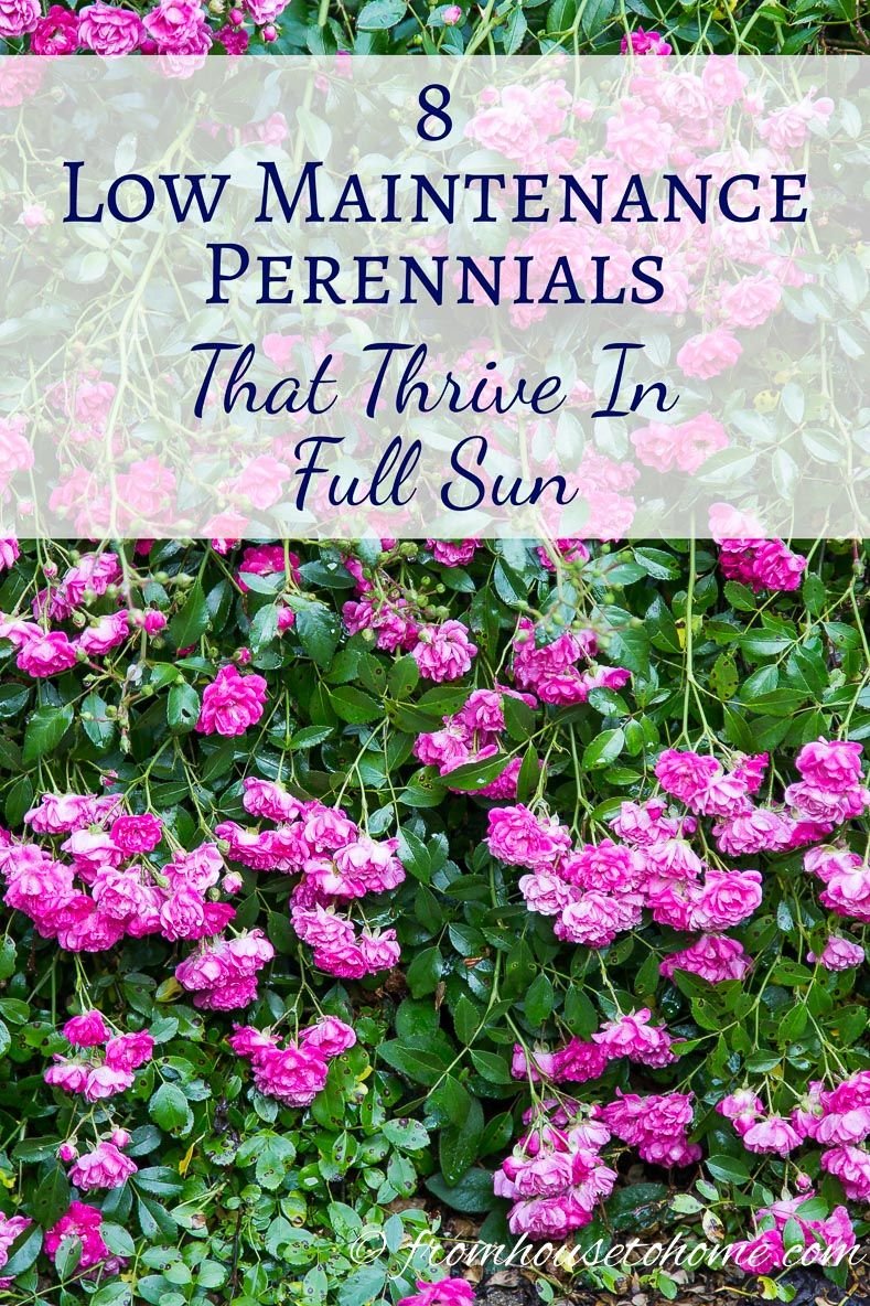 full sun perennials: 10 beautiful low maintenance plants that thrive