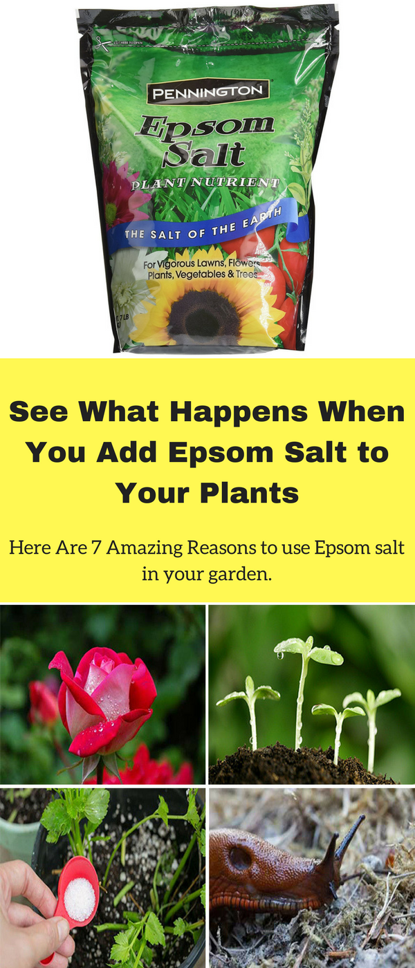 how to grow ginger indoors | planting | epsom salt uses, epsom salt
