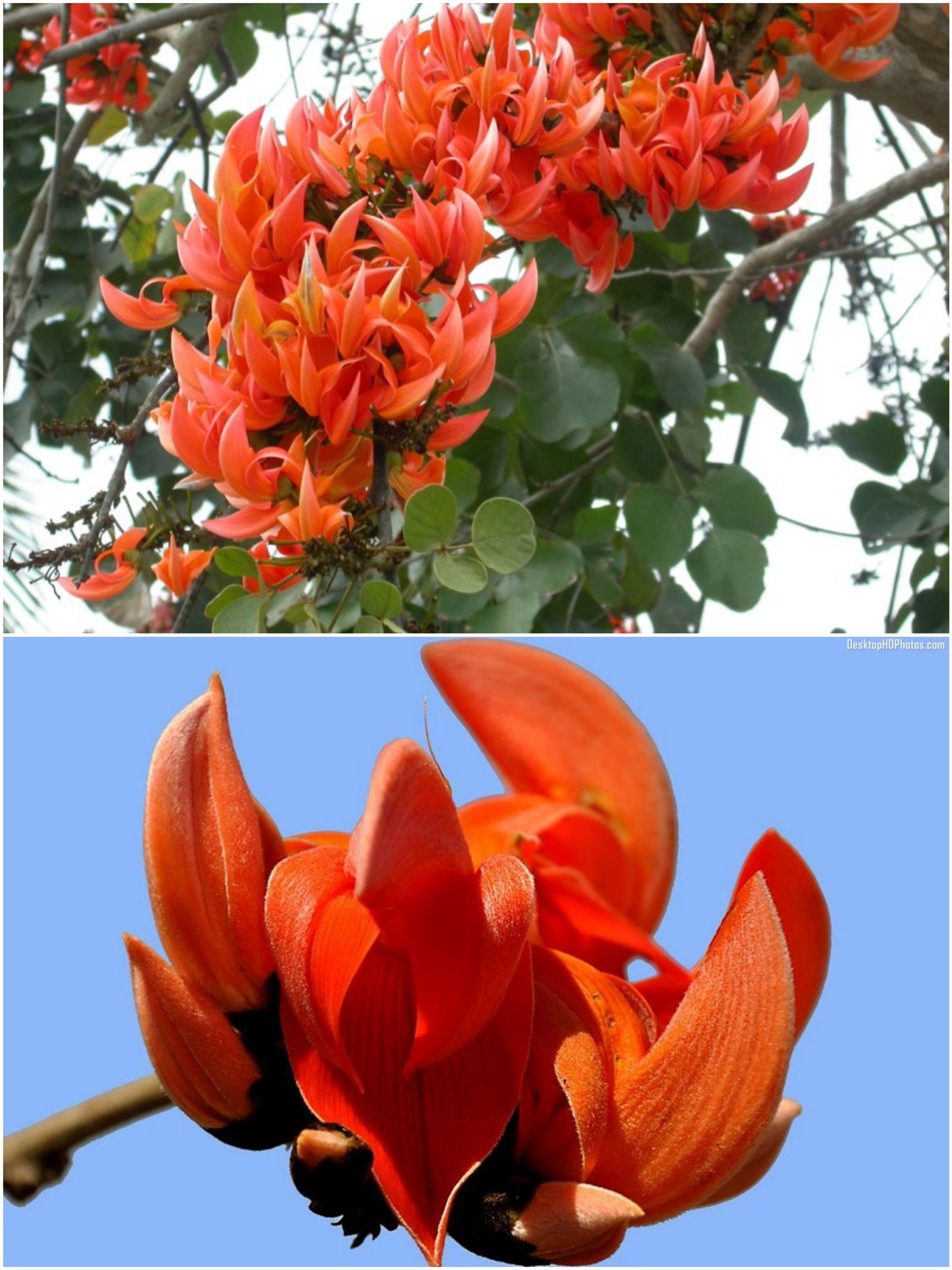polash flower (পলাশ ফুল), kingshuk ful (কিংশুক ফুল