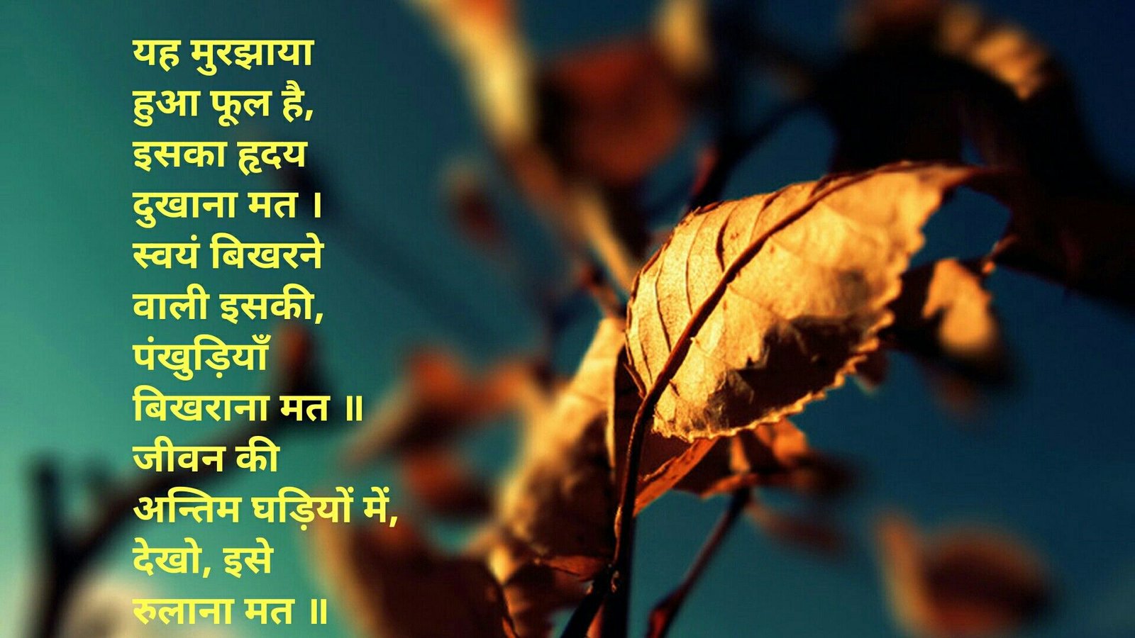 poem #hindi #kavita #flower #life #lastdays | कविता | iphone