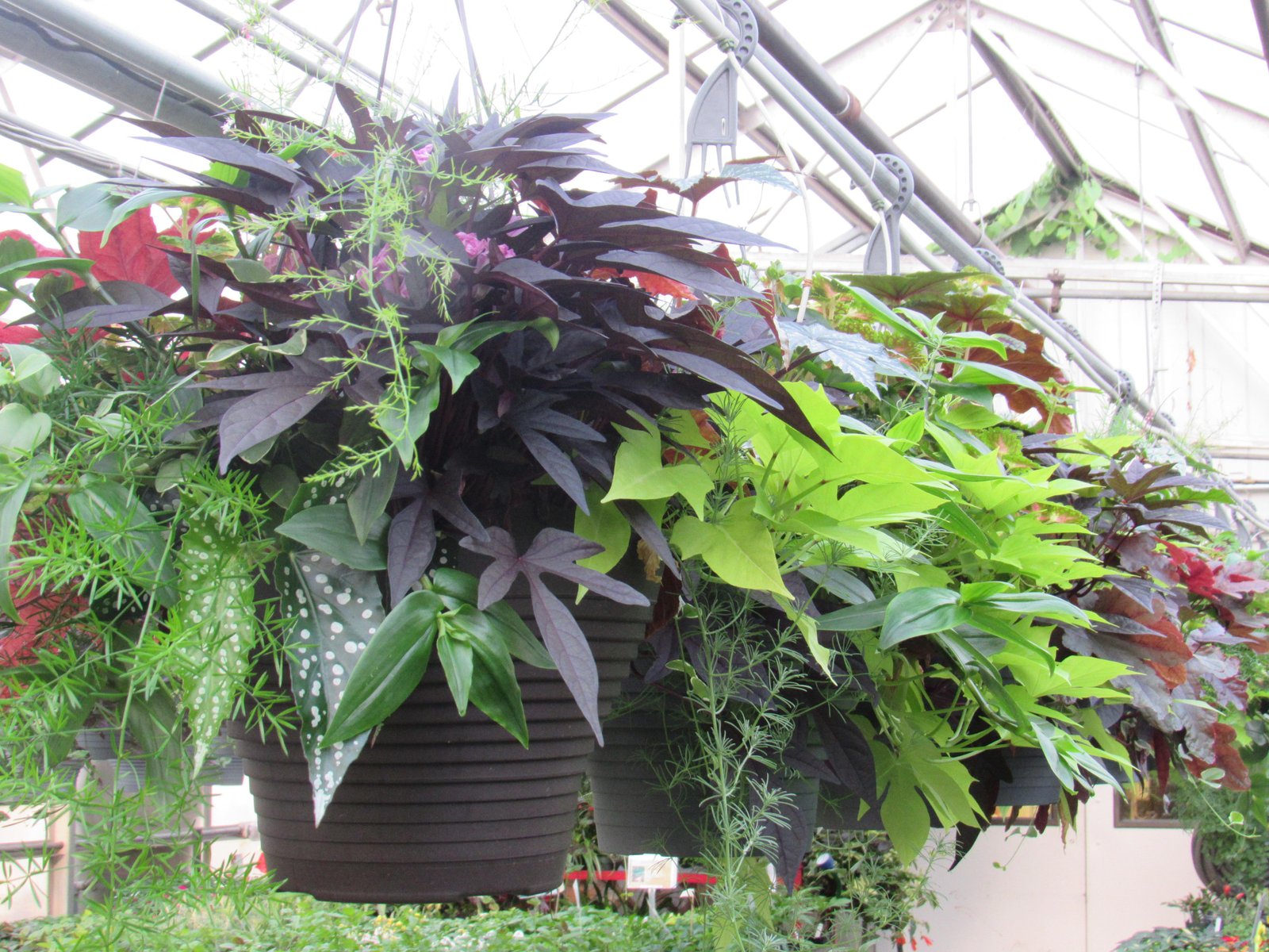 gardening: consider growing plants with colorful leaves in shade
