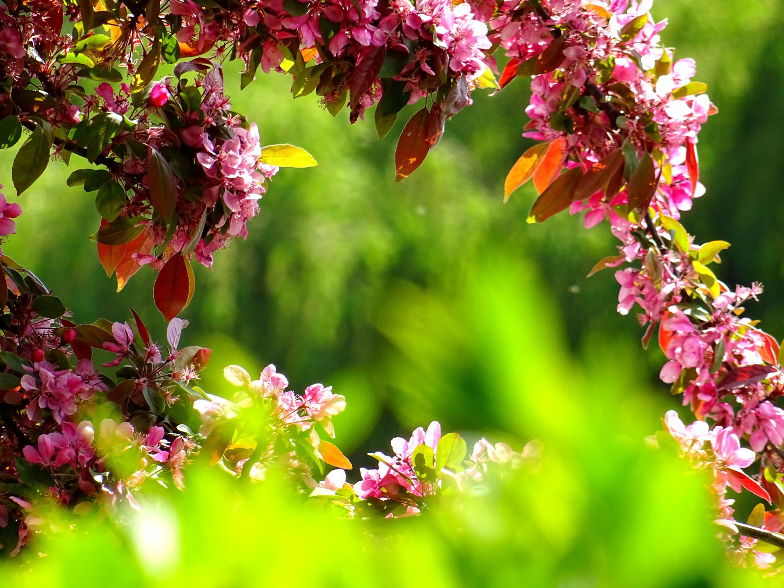 purple petal flowers · free stock photo