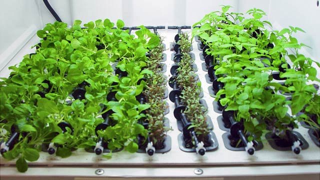 Hydroponic Garden Blends Into Your Kitchen For Year-Round ...