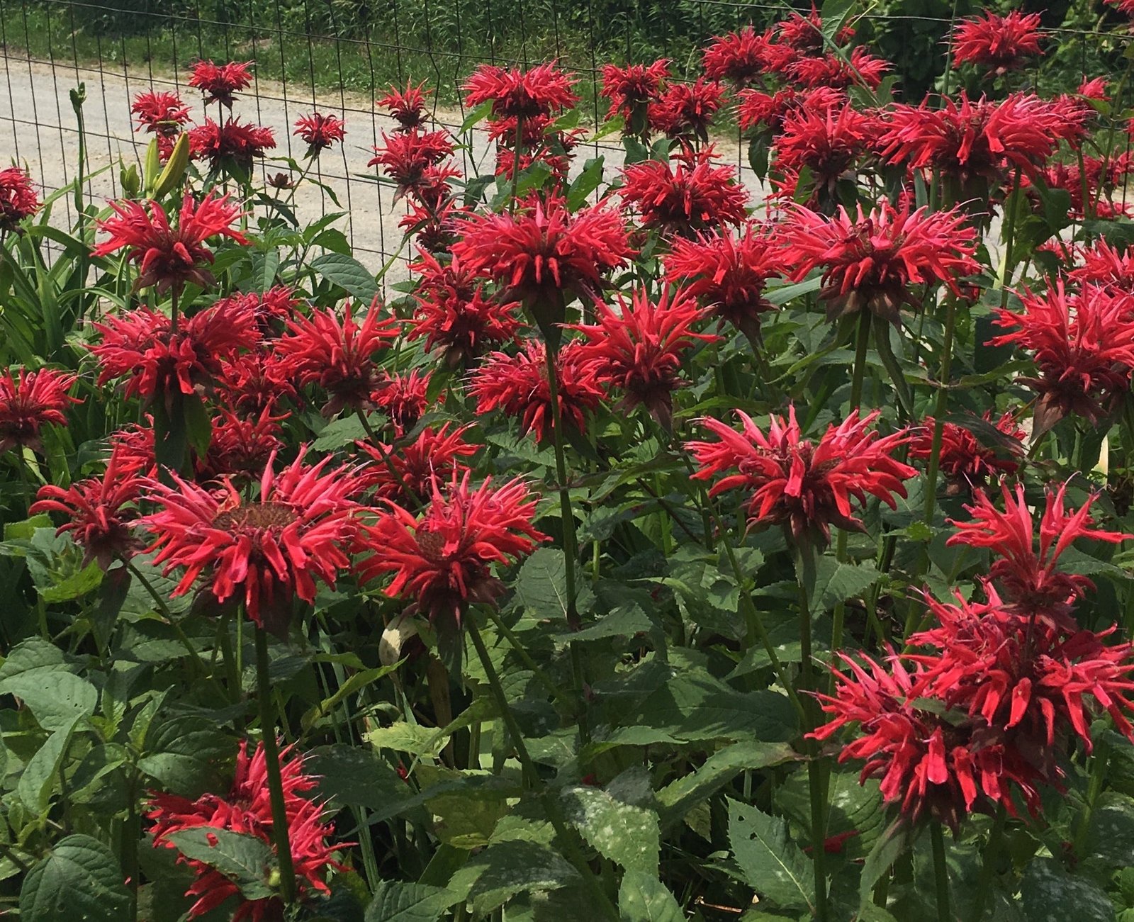 iowa city gardeners to show off their growing power this weekend