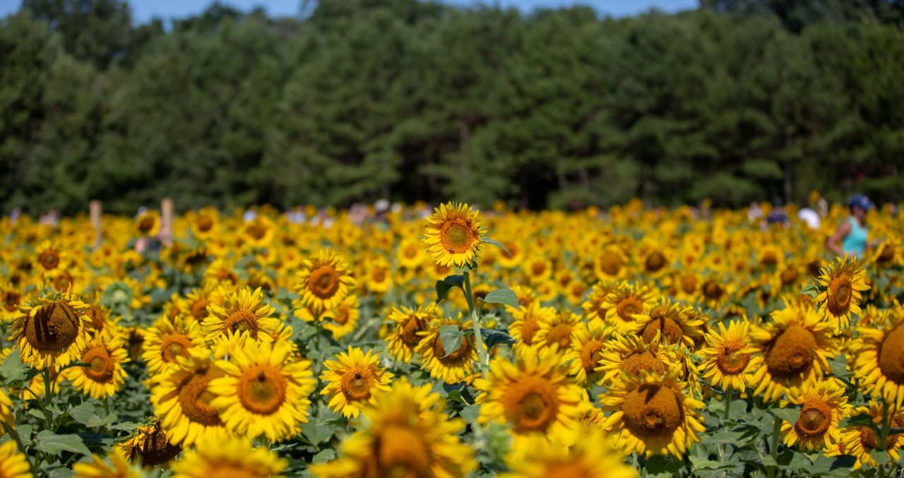 sunflower fields at dorothea dix park in raleigh, n.c.