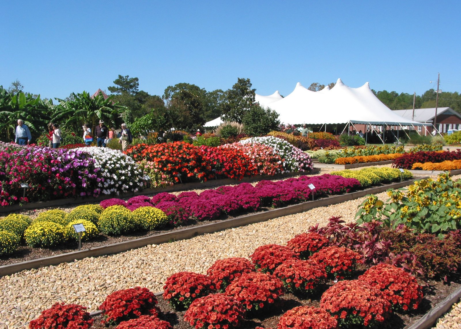msu flower gardens test new varieties, conditions | mississippi