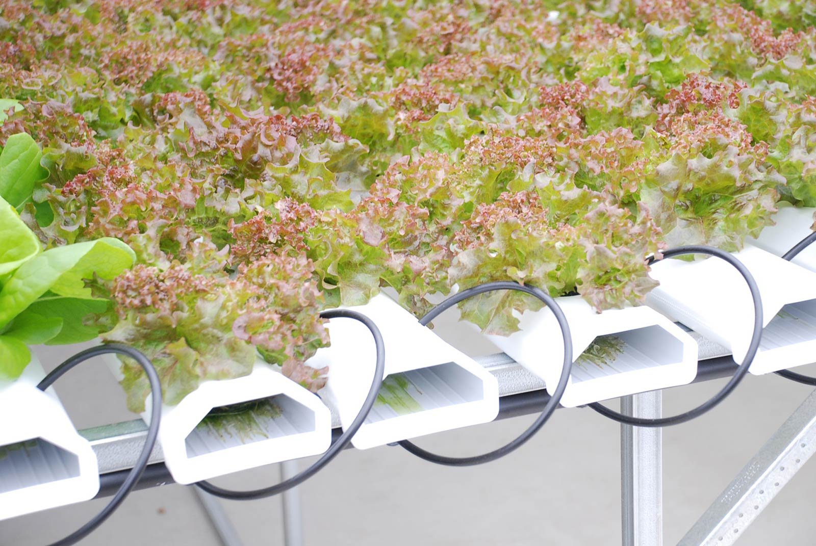 Hydroponic Greenhouse | Rimol Greenhouses