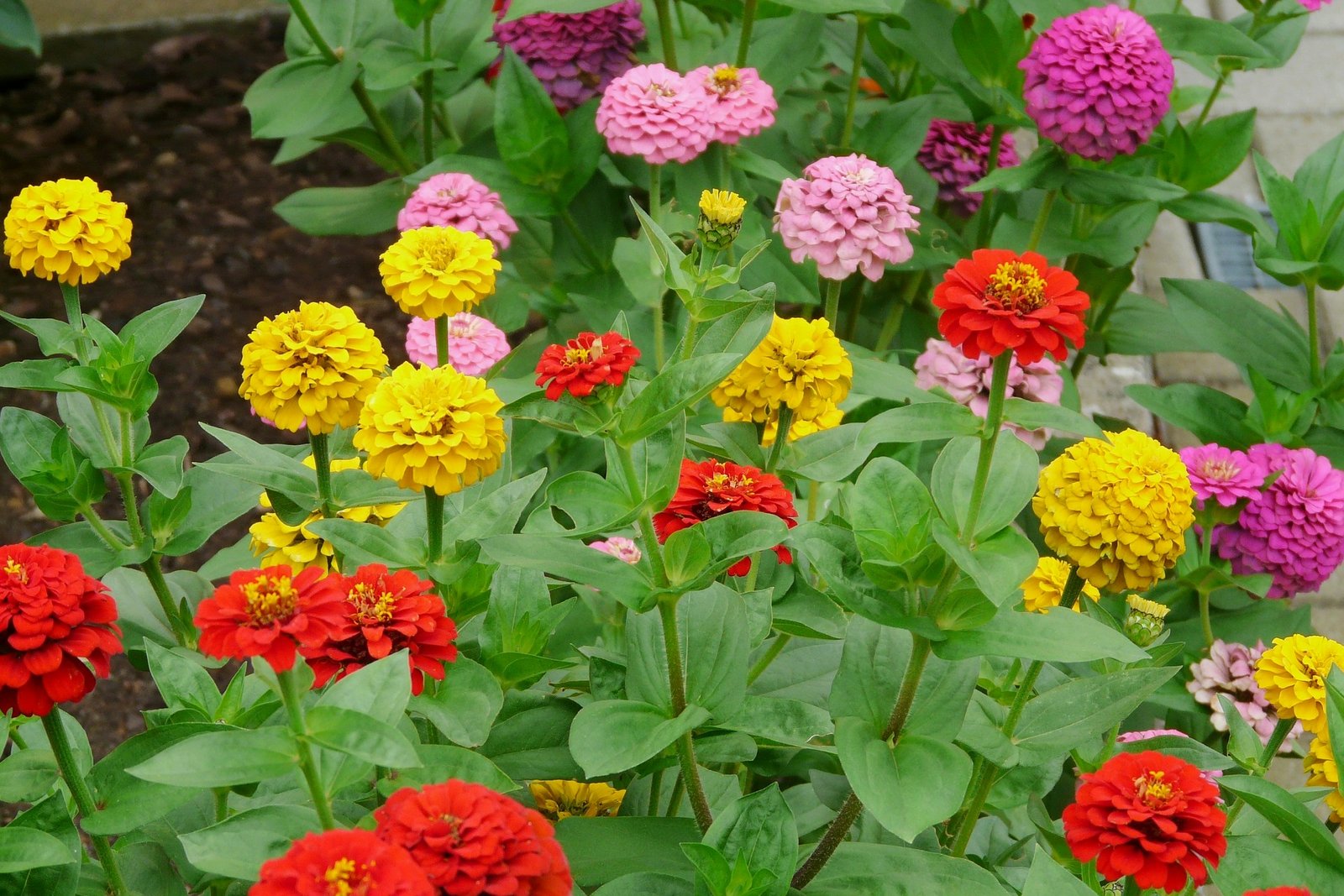 zinnias: how to plant, grow, and care for zinnia flowers | the old