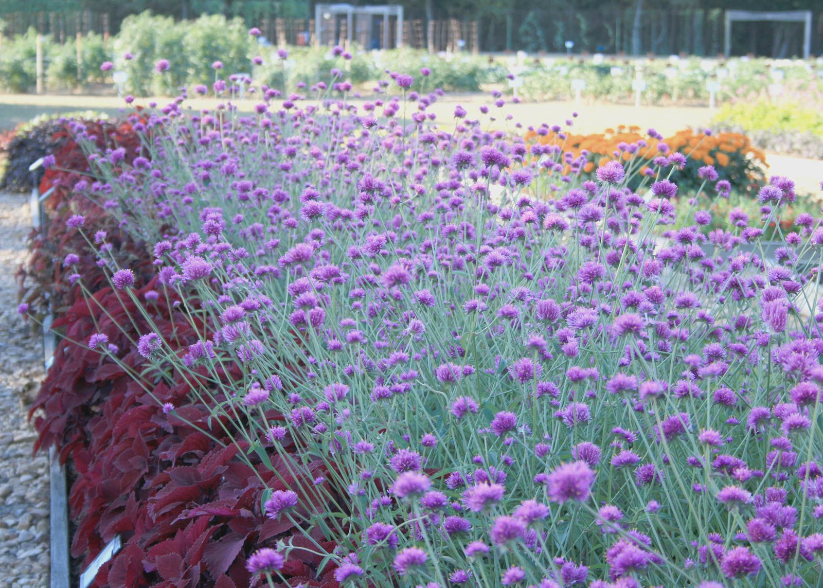 huge fall flower, garden festival offered oct. 18-19 | mississippi