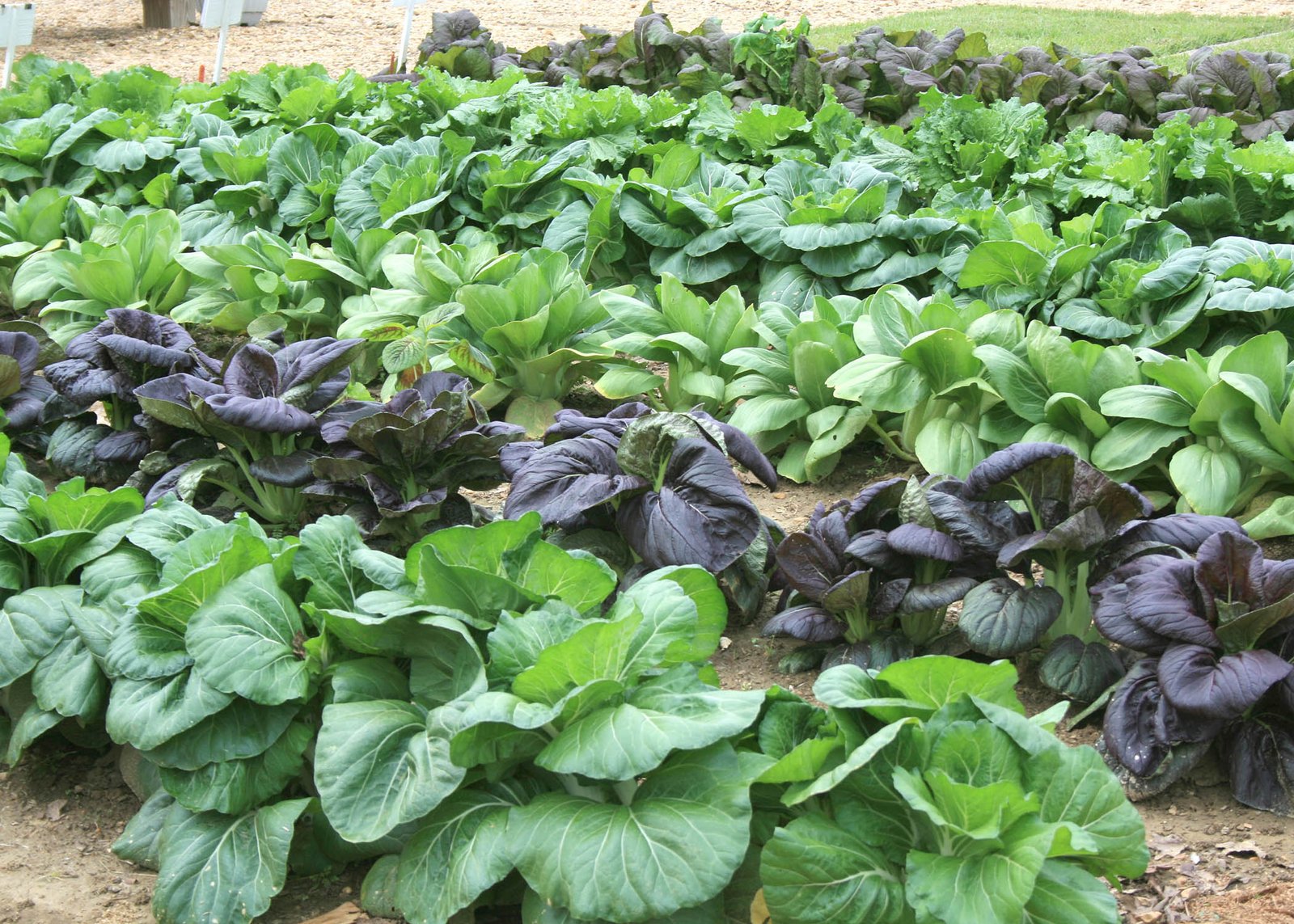 huge fall flower, garden festival offered oct. 18-19 | mississippi