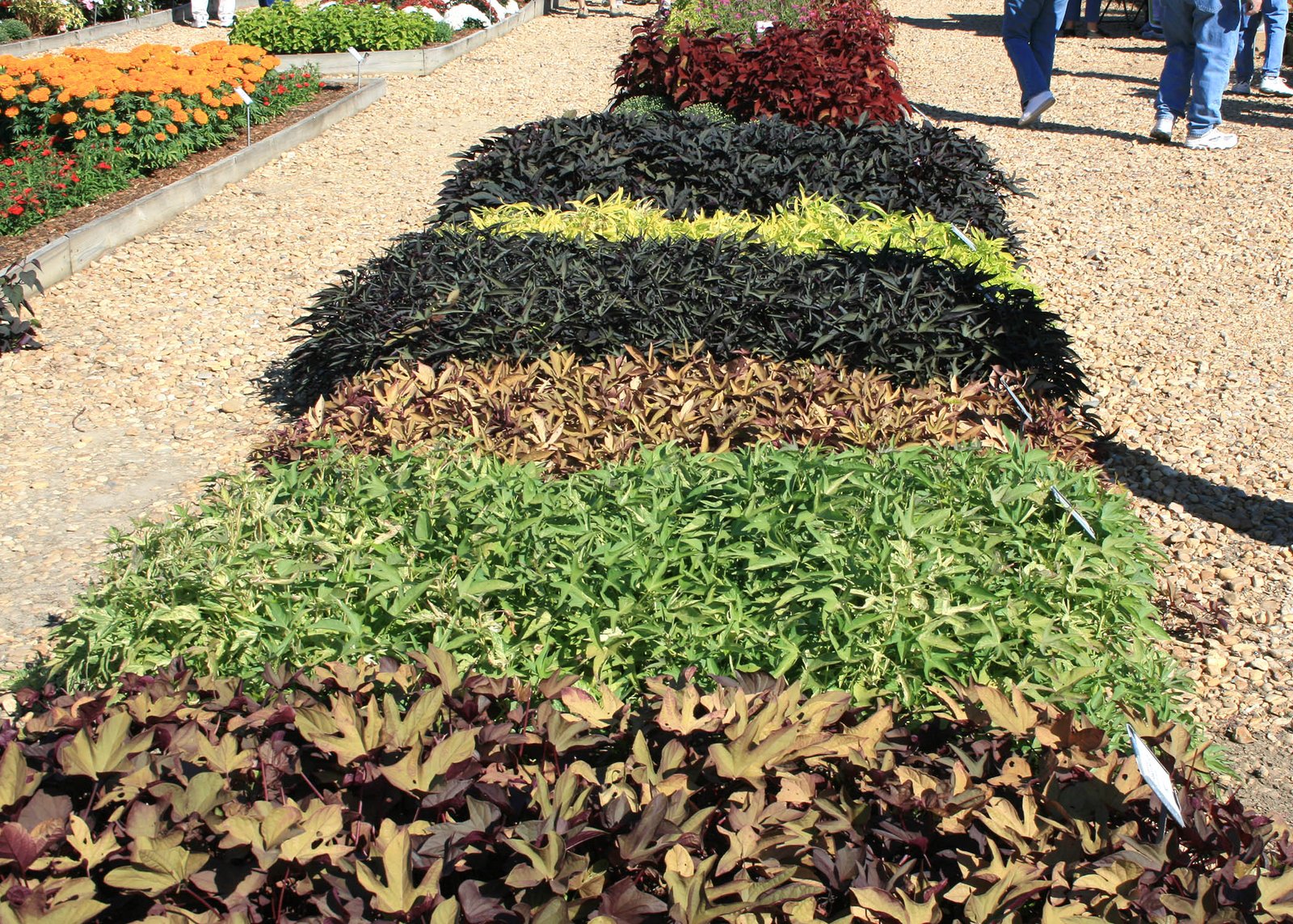 huge fall flower, garden festival offered oct. 18-19 | mississippi