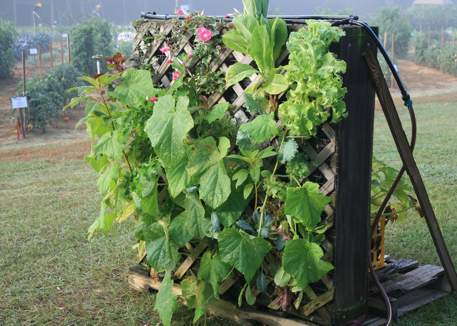 fall flower and garden show offers fun, education for all (2014