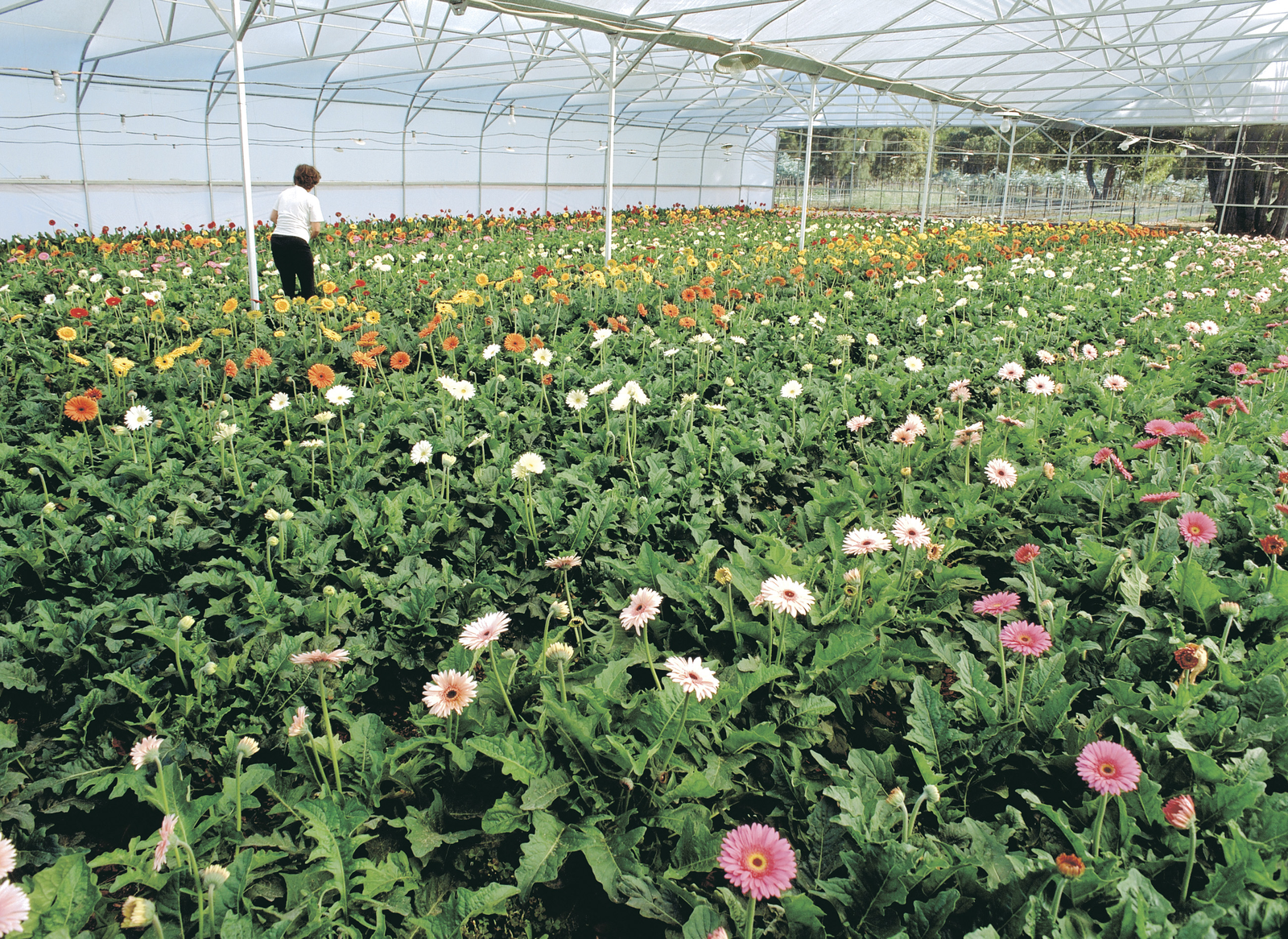 commercial flower growing - is it for you? | agriculture and food