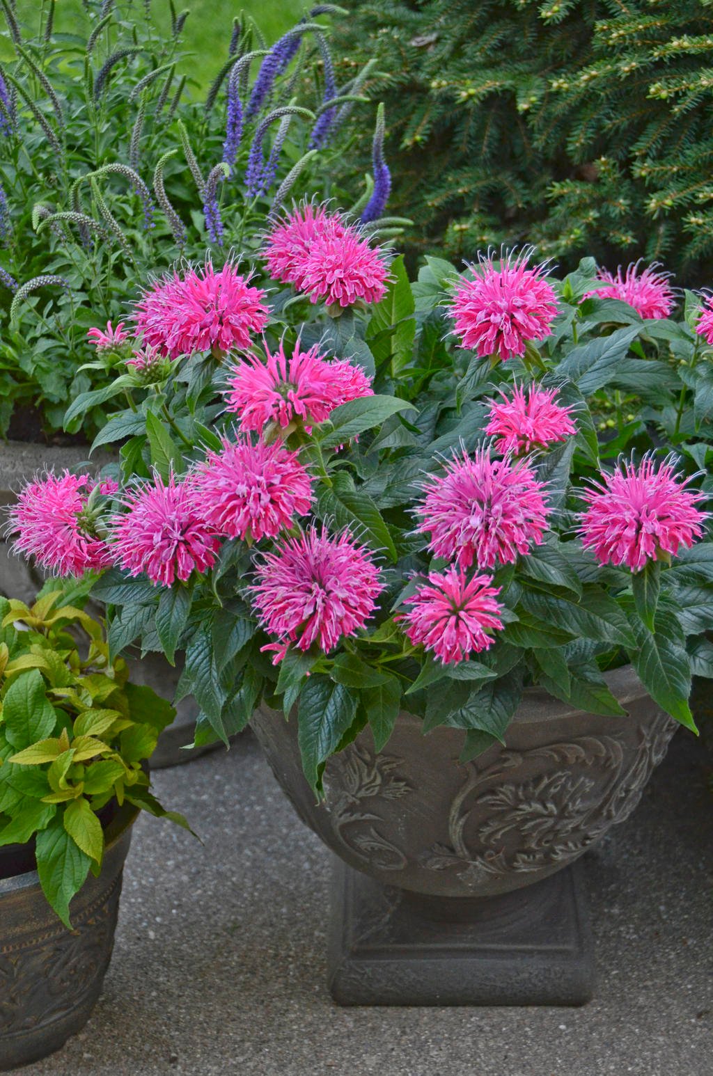 overwintering pretty potted perennials and shrubs | proven winners