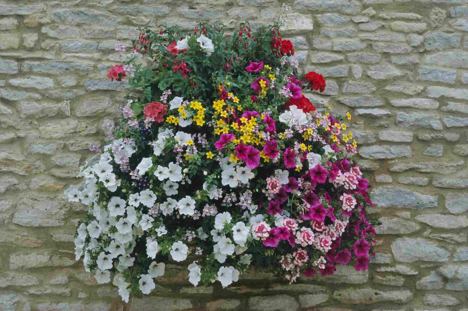 flowering hanging basket ideas